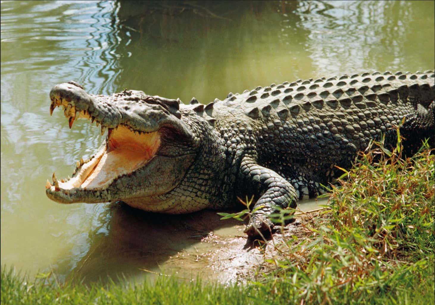 Akatekyi Crocodile Pond