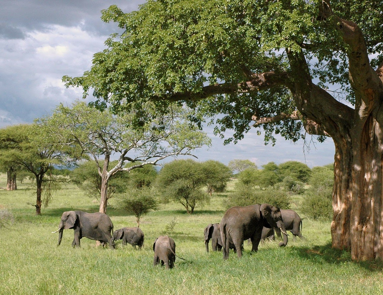Bia National Park is one of the best national parks in Ghana Bia National Park is one of the best national parks in Ghana