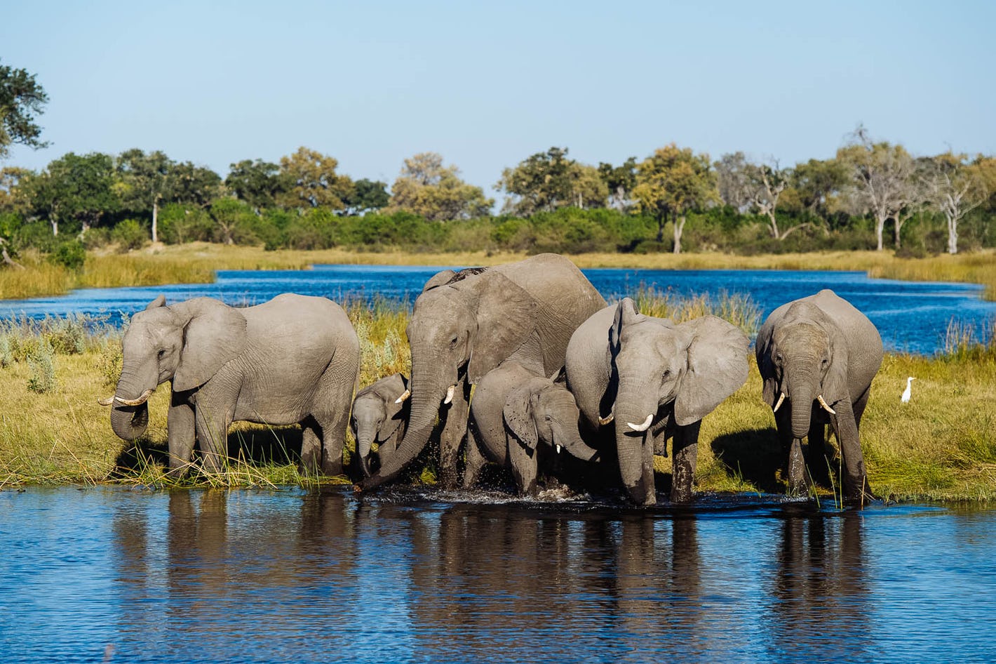 chobe national park botswana