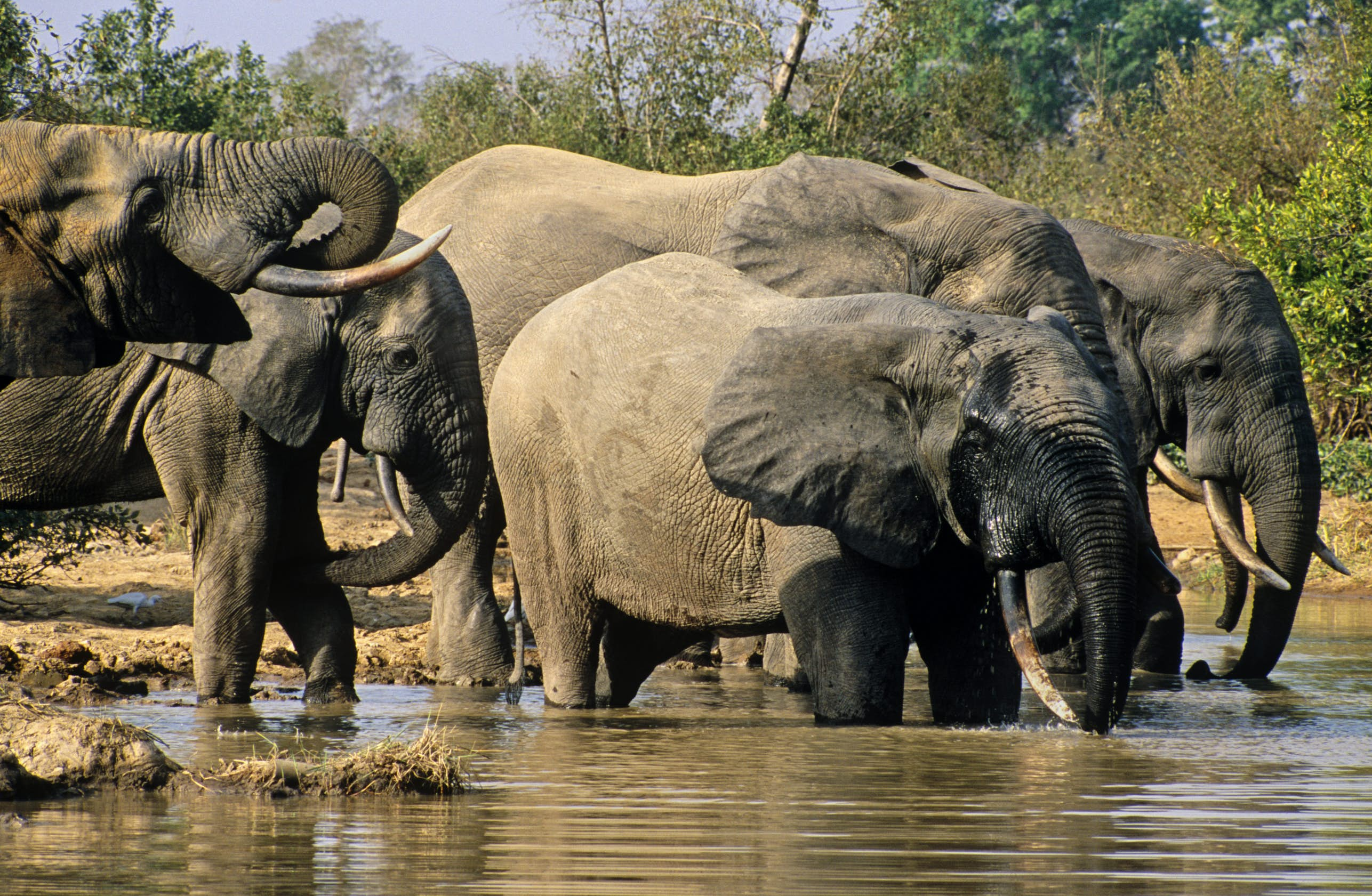 Mole National Park